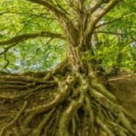 Tree with several thick and intertwined roots