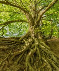 Tree with several thick and intertwined roots